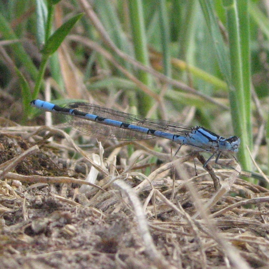 Common Blue Damselfly - Hampton Heath - 2022-05-21